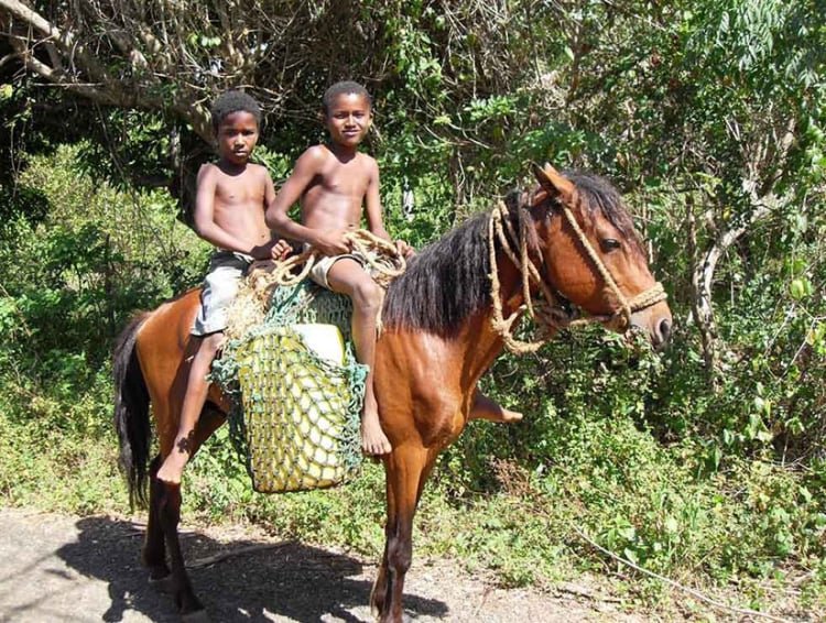 samana Limon Waterfall Tour by Horseback Riding - Most Popular Tour!